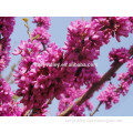 2014 High Purity Chinese Redbud Seeds For Growing